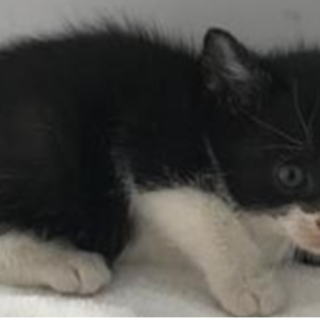 譲渡されました。