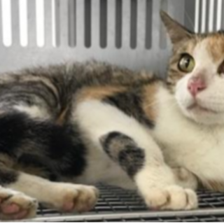 譲渡されました。