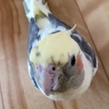オカメインコ♂里親募集