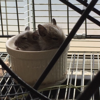 里親様が決まりました。ありがとう御座いました。