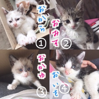 ふわふわ子猫4兄弟 
