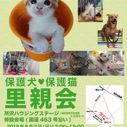 所沢ハウジングステージ犬猫里親会