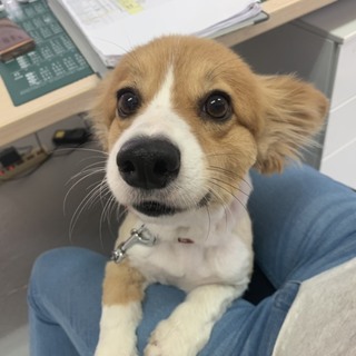 家族として最後まで大切にしてくれる方を探しています