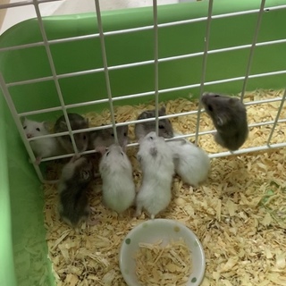 ジャンガリアンハムスター 里親募集中