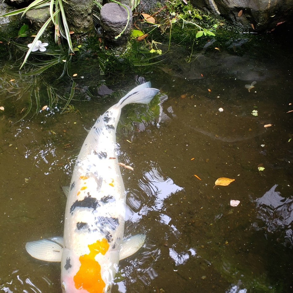 なしのカバー写真