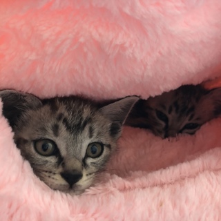 サバトラちゃんの兄妹