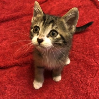 癒しのトリルくん 里親募集 愛知