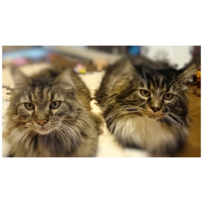 くるみゆべちのカバー写真