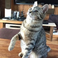 ﾋﾟｺ