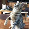 ﾋﾟｺ