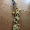 ヒョウモントカゲモドキ