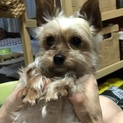 トライアル決定 ヨーキー  チュー君