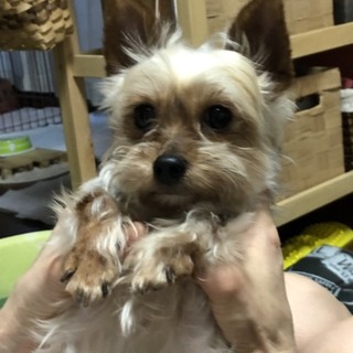 トライアル決定 ヨーキー  チュー君