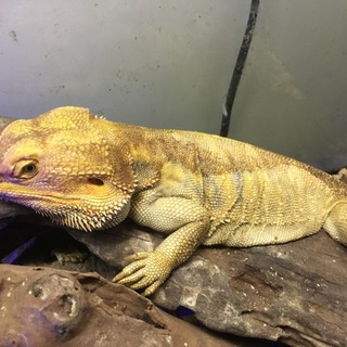 フトアゴヒゲトカゲ