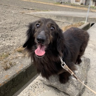 Ｍダックス ロイくん