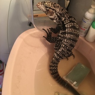 テグーブラックホワイト