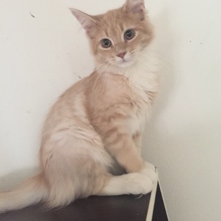 純血種メインクーン  クリームタビー&ホワイト