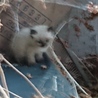 子猫 飼い主募集 サムネイル5