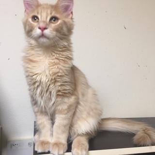 純血種メインクーン クリームタビー