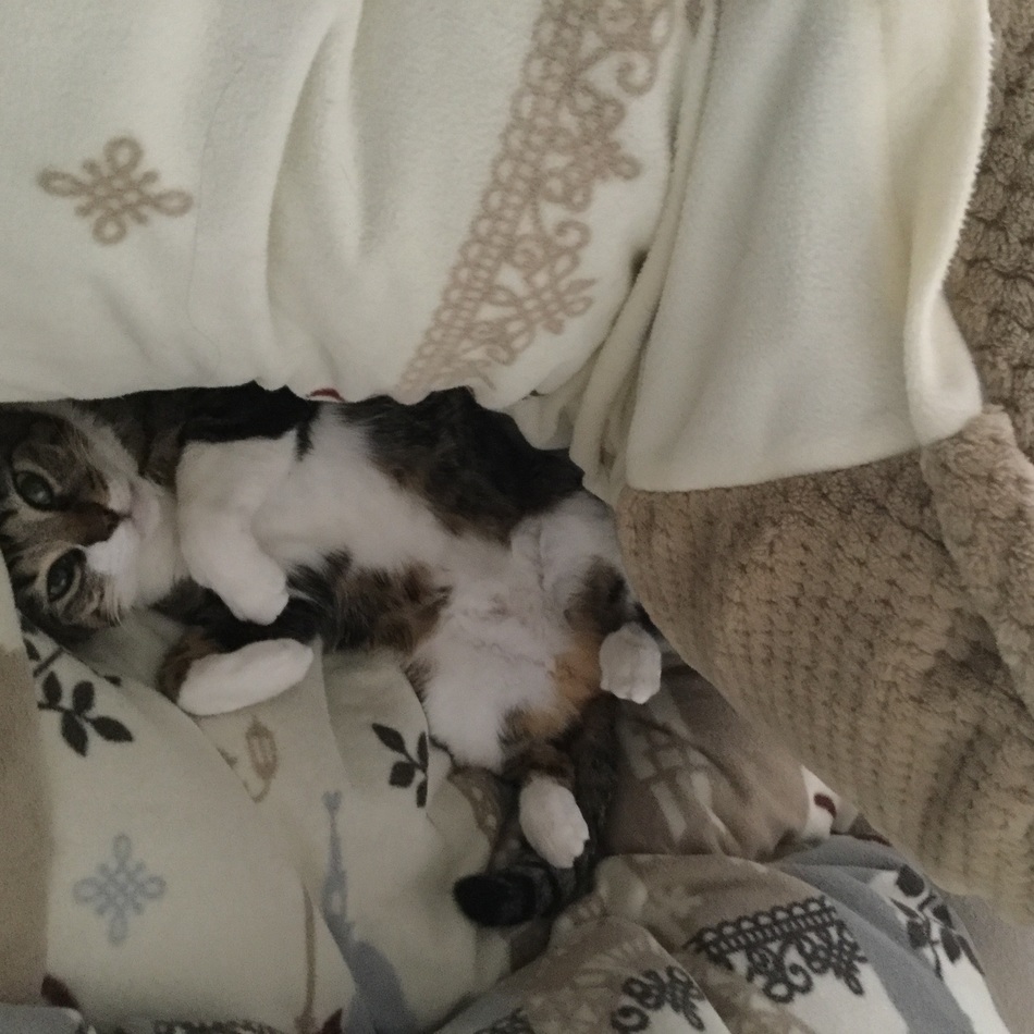 ミミのカバー写真