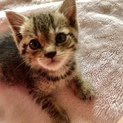 可愛い子猫