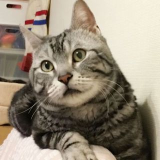 6/23春日★レオくん★ぼく、とても甘えん坊なの！