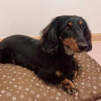 ダンク