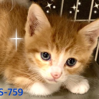 管理番号︰OSー759