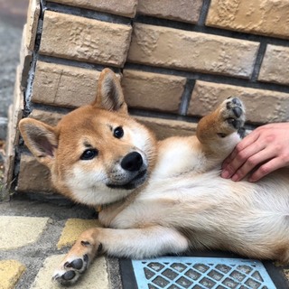 家族決定！目が見えない柴犬男の子5ヶ月