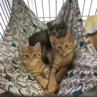 元気いっぱいな茶トラ&サビちゃん兄妹