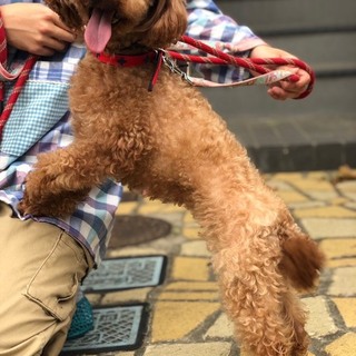 トイプードル女の子5歳前後