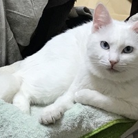 ピノコ