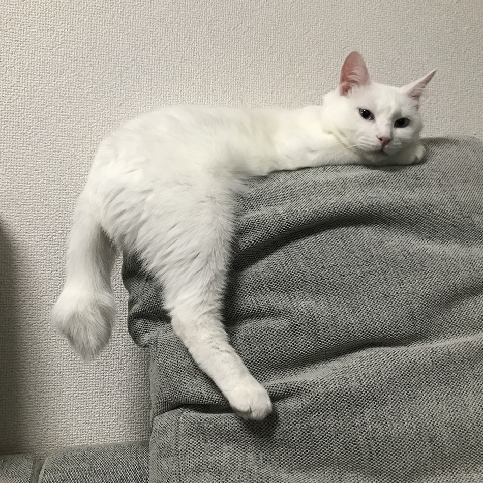 ピノコのカバー写真