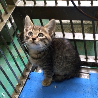 キジちゃんが安心して暮らせるおうちを