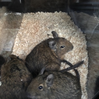 デグーマウスの里親募集中！