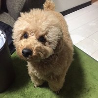 ポク