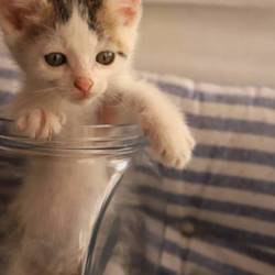 7/15（祝）猫カフェ風保護猫譲渡会in　根本ダンススタジオ サムネイル2