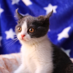 7/15（祝）猫カフェ風保護猫譲渡会in　根本ダンススタジオ サムネイル3