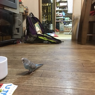 セキセイインコ雛の里親を募集