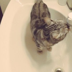 「暑くて喉が渇くです」サムネイル2