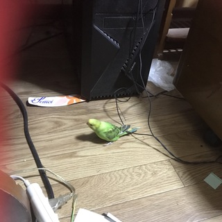 緑雛の里親を募集