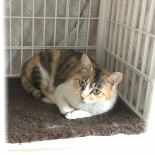 成年ですが 小さい目  三毛猫 楼邨ちゃん