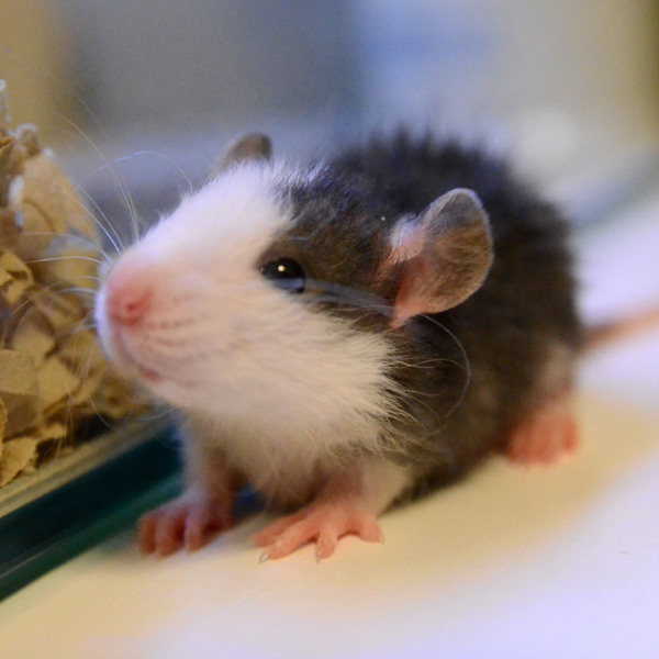 ラット二度目のお迎え Rednoteさんのペットログ ペットのおうち 月間利用者150万人