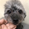 常に触って触ってなミロちゃん サムネイル2
