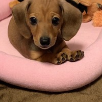 メル