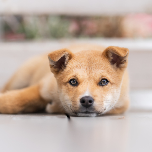 sachixのカバー写真