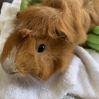 里親が決まりました