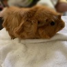 里親が決まりました サムネイル3