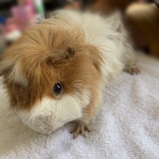 アビニシアンモルモットの里親募集しています！