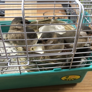 白文鳥✖︎シルバー文鳥の雛 すべて里親決定！